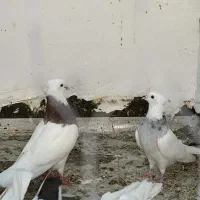 طوقی سو قدیم|پرنده|شاهین‌شهر, حافظ شمالی|دیوار