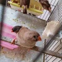فنچ کینگ،گلو بریده