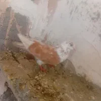 ساری گرگی