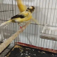 پرنده|پرنده|ابهر, |دیوار