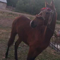 اسب یک ساله مادیان.