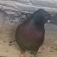 کبوتر سیاه|پرنده|نورآباد, |دیوار