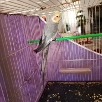 جفت مولد عروس هلندی فروشی