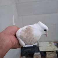 طوقی|پرنده|خرمشهر, |دیوار