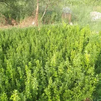 شمشادسبز و نعنایی سبز
