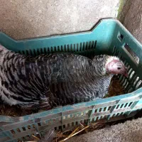 ی عدد بوقلمون محلی ماده که کرج هم هست