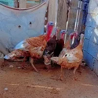 بوقلمون یک نر۳ماده