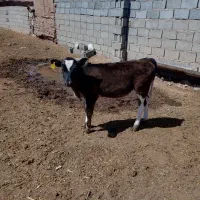 ذرت علوفی برای دامداران