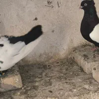 کبوتر  جفت سینه سیاه