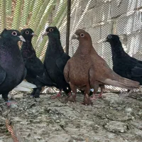 کبوتر