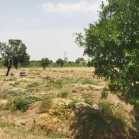 نیم هکتارباغ انگورفاصله بامنطقه مسکونی 1000متر|فروش دفتر صنعتی، کشاورزی، تجاری|تاکستان, |دیوار