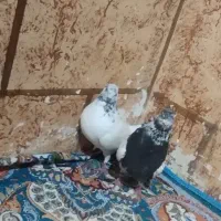 جفت نرو ماده