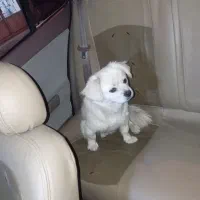 سگ نژاد دار . 3سال