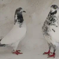 جفت دهن جور|پرنده|رشت, انصاری|دیوار