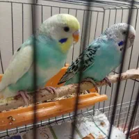 مرغ‌عشق‌مولد