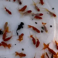 ماهی قرمزکاشان