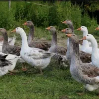 فروش فوری غاز