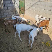 تعدادی کهره نر چاق پلم|حیوانات مزرعه|مهران (هرمزگان), |دیوار