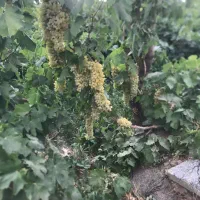 کارگر انگور چیدن