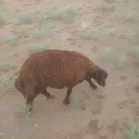 بره نر