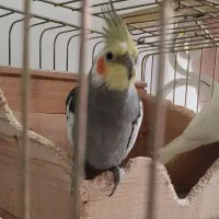 ۳ عدد عروس هلندی ۲ تا سفید ۱ دونه طوسی|پرنده|رامسر, |دیوار