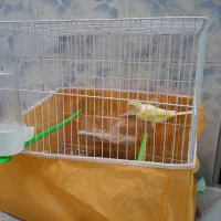 جفت قناری|پرنده|خواف, |دیوار