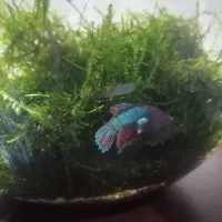 اکواریوم باماهی وهیتر وماسه عربی وشریمپ|ماهی|قم, پردیسان|دیوار