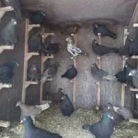 فروش کفتر کبوتر رنگی سیاه،سرکه ای