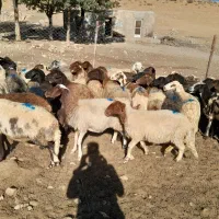 میش|حیوانات مزرعه|عسگران, |دیوار