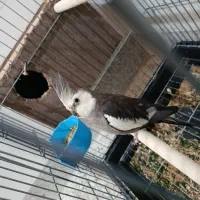 عروس هلندی مولد