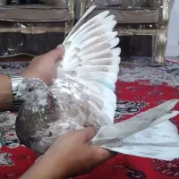 کبوترگرگی کله ماستی