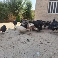 مرغ و خروس .بوقلمو|حیوانات مزرعه|شیراز, ده پیاله|دیوار