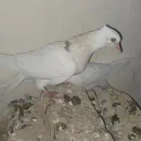 یک جفت کلفه بالا