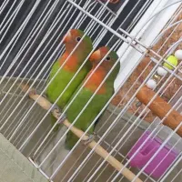 طوطی بریزیلی نر و ماده