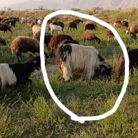 پازن گمشده|حیوانات مزرعه|بهبهان, |دیوار