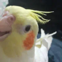 دو جفت عروس لوتینو