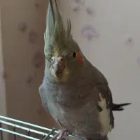 پرنده عروس هلندی ماده خاکستری