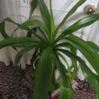 گل سوسن|گل و گیاه طبیعی|اصفهان, باغ فدک|دیوار