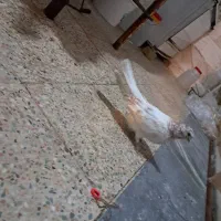 گبوتر|پرنده|گلپایگان, |دیوار