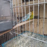 فروش مرغ عشق  پروانه ای و انگلیسی مولد روی تخم|پرنده|سیرجان, |دیوار