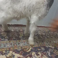 بره نر|حیوانات مزرعه|آبدانان, |دیوار