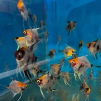 ماهی آنجل کوی ماربل و چهل گیس|ماهی|مشهد, گوهرشاد|دیوار