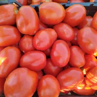 گوجه ربی روستای جهتلو (آدرس نزدیک و سر راست)|عمده‌فروشی|ارومیه, |دیوار