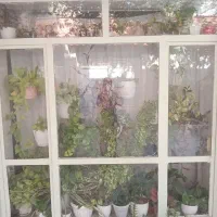 گل و گیاه|گل و گیاه طبیعی|گلبهار, نوبهار|دیوار