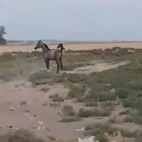 اسب ماده درجه یک