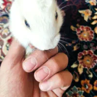 خرگوش|موش و خرگوش|مرودشت, فاز دوم شهرک فرهنگیان|دیوار