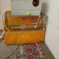 یک عدد عروس هلندی