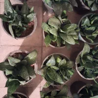 گل سانسوریا خونگی|گل و گیاه طبیعی|آبیک, |دیوار