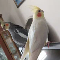 جفت عروس هلندی مولد