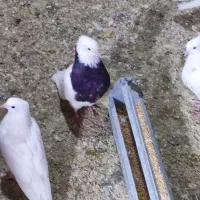 چند جفت طوقی بالغ نسل دار و بدون غلط